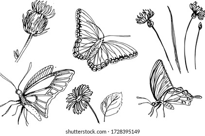 Vector outline hand drawn botanical illustration elements. Sets of different isolated butterflies, herbs and flowers for natural decor design.