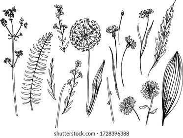 Vector outline hand drawn botanical illustration elements. Sets of different isolated floral objects as blossoms, leaves, stems, buds for natural decor design.