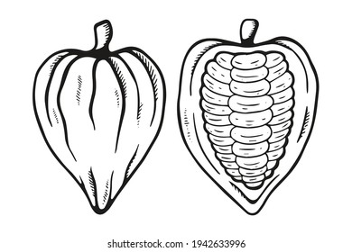 Vector outline hand drawn cocoa bean. Healthy food illustration in retro style. Chocolate food. Cocoa icon for brochures, banner, restaurant menu and market