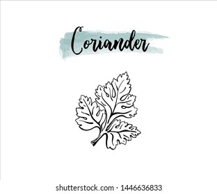 Vector outline hand drawn coriander or parsley leaf. Black and white isolated culinary herbs.