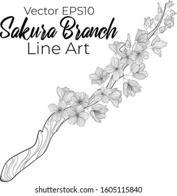 Vector outline hand drawn sakura blossom branch with flowers isolated on white background. Stock line art illustration. Japanese romatic spring blossom cherry branch. Black and white coloring book art