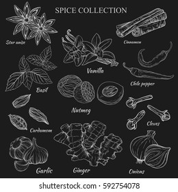 Vector outline hand work of various spices. Illustration vanilla, cinnamon, anise, ginger, garlic, onions, Basil