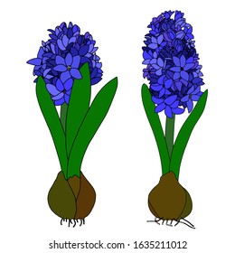 Vector outline hyacinth flowers isolated on white background. Floral elements for spring design and decorating greeting cards, coloring books, art therapy, anti stress, print for t-shirt and textile