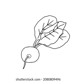 Una ilustración vectorial de un rábano fresco negro o una remolacha con hojas está sobre un fondo blanco