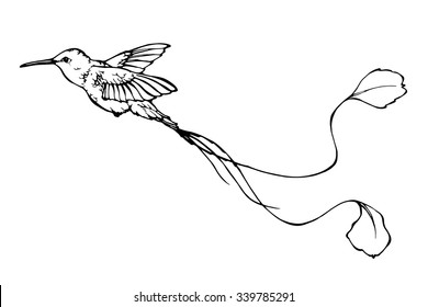 vector outline illustration of colibri with long tail