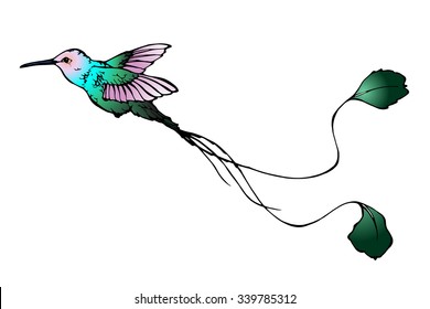 vector outline illustration of colibri with long tail