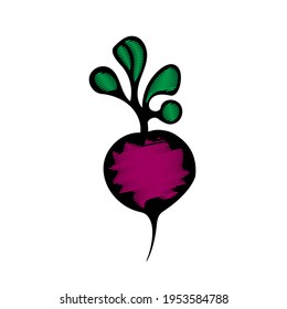 A Vector outline illustration of a colored red and green fresh radish or beet is on a white background