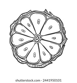 Vector outline illustration of garlic bulb cut in half. Heap of garlic cloves. Aromatic and spicy vegetable for healthy food cooking. Top view garlic.