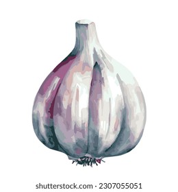 A Vector outline illustration of a garlic isolated on a white background