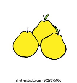 A Vector outline illustration of group of three yellow pears with leaves isolated on a white background