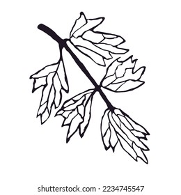 Vector Outline Illustration of Herb Isolated on White Background