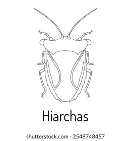 Ilustración de contorno de Vector de un insecto Hiarchas. Dibujo lineal en blanco y negro adecuado para materiales educativos, libros para colorear o proyectos científicos