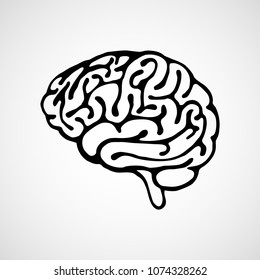 Vector outline illustration of human brain on white background