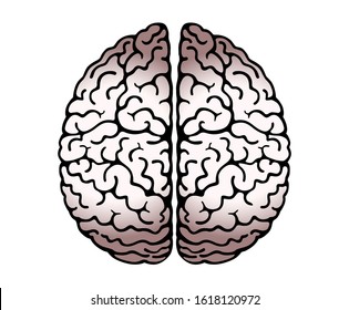 Vector Outline Illustration Of Human Brain On White Background. Cerebral Hemispheres, Convolutions Of The Mind Brain, Brain's Bends. View From Above, Front View, Realistic Science Anatomy.  