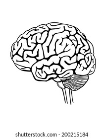 Vector Outline Illustration Of Human Brain .