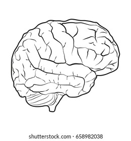 Vector outline illustration of human brain on white background