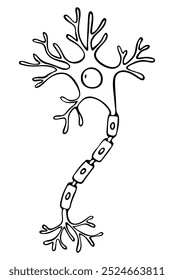 Ilustração do contorno vetorial da anatomia dos neurônios. Estilo Doodle.