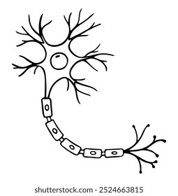 Vector outline illustration of neuron anatomy. Doodle style.
