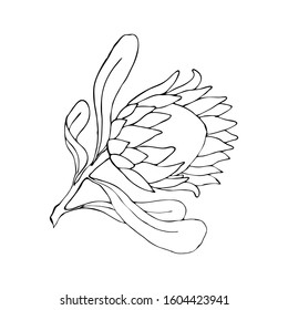 Vector outline illustration with one Protea flower. Large African flower for decorating invitations, wedding cards, design for Valentine´s and Mother's Day. Spring and summer decor