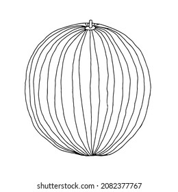 Vector outline illustration of one sphere fresh watermelon with isolated on a white background