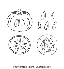 Vector outline illustration persimmon in section, fruit pits, persimmon. Hand drawn badge and symbol for printing on baby clothes, sticker, textile design, design for grocery store, menu, for kitchen