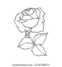 Ilustración de contorno de Vector de una rosa