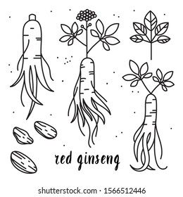 Vector outline illustration set of red or panax ginseng root isolated on a white background. Ginseng drawing for print, icon, logo, emblem, label and other decoration in.