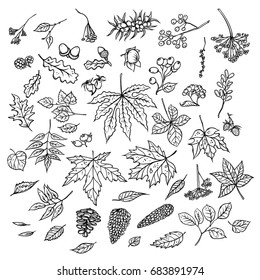 Vector outline illustration of sketch of branches with autumn leaves, cones, dried flowers and ripe berries. Set of black and white isolated herbal graphics. Kit of elements in imitation of etching