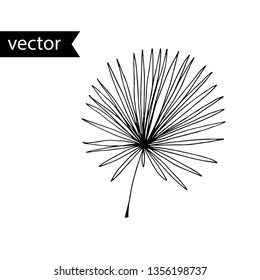 Vector outline illustration of tropical plant. Hand drawn leaf of fan palm.