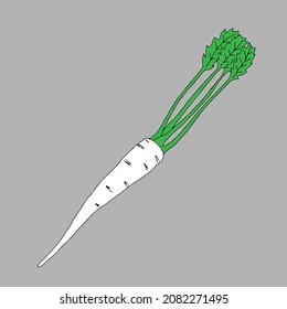 La ilustración del contorno vectorial de una apio blanca o raíz de perejil con hojas frescas verdes está en el fondo gris