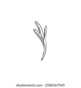 Vector outline illustration of wormwood leaf sketch in black and white. Hand drawn organic plant. Medicine, botany, aromatherapy theme. Isolated background. Decoration.