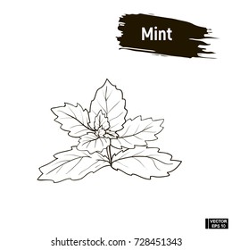 Vector outline image, mint leaves. Imitation of ink.