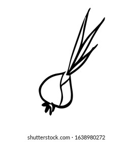 vector outline image of onions isolated on a white background.