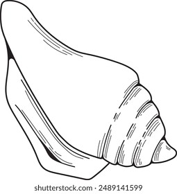 Vector outline image of shell