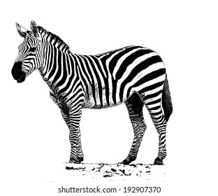 Vector Outline Image Of Zebra, Imitation Of The Ink Drawing