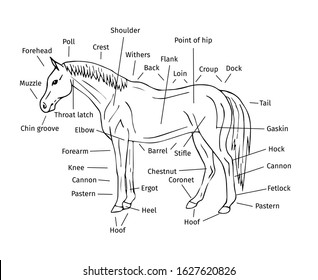 Vector outline info graphic of hand drawn doodle sketch horse parts isolated on white background