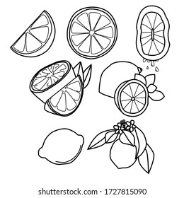 Vector outline lemon set, fruit icon for design and creativity