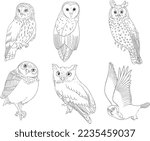 Vector Outline of Medium sized Owls  Species (Small Eared, Barn, Long Eared, Burrowing, Eastern Screech, Northern Hawk)