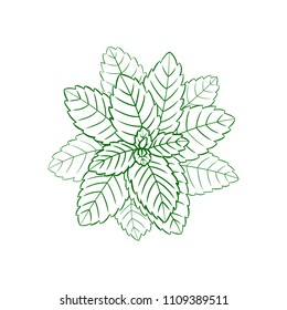 Vector Outline Mint, Engraving Green Lines, Ilustration Isolated on White Background.