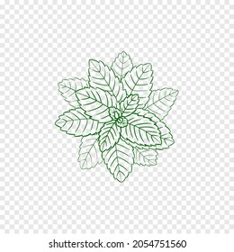 Vector Outline Mint Illustration, Icon Template, Engraving Green Lines, Ilustration Isolated on White Background.