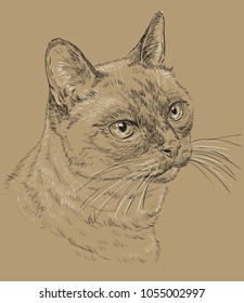 Vector outline monochrome portrait of curious Thai Cat in black and white colors. Hand drawing illustration isolated on brown background