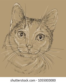 Vector outline monochrome portrait of curious Mongrel cat in black and white colors. Hand drawing illustration isolated on brown background