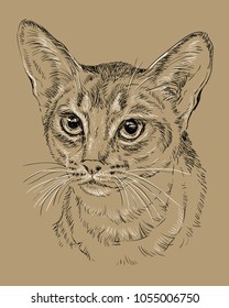 Vector outline monochrome portrait of curious Abyssinian Cat in black and white colors. Hand drawing illustration isolated on brown background