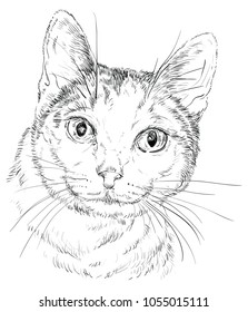 Vector outline monochrome portrait of curious Mongrel cat in black color. Hand drawing Illustration isolated on white background