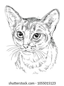 Vector outline monochrome portrait of curious Abyssinian Cat in black color. Hand drawing Illustration isolated on white background