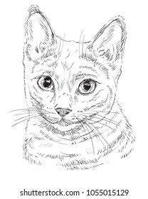 Vector outline monochrome portrait of curious Russian Blue Cat  in black color. Hand drawing Illustration isolated on white background