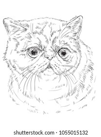 Vector outline monochrome portrait of curious and surprised Exotic Shorthair Cat in black color. Hand drawing Illustration isolated on white background