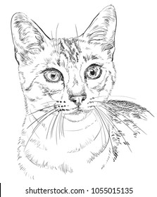 Vector outline monochrome portrait of curious Egyptian Mau Cat in black color. Hand drawing Illustration isolated on white background