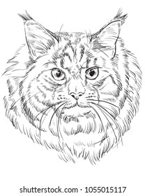 Vector outline monochrome portrait of fluffy and angry Maine Coon Cat in black color. Hand drawing Illustration isolated on white background