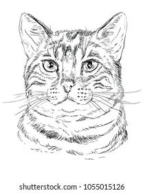 Vector outline monochrome portrait of tabby curious Bengal Cat in black color. Hand drawing Illustration isolated on white background
